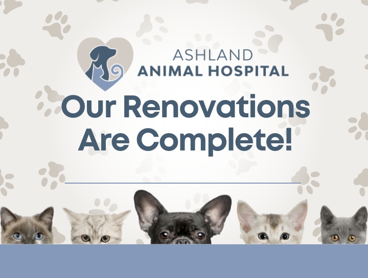 to Ashland Animal Hospital!